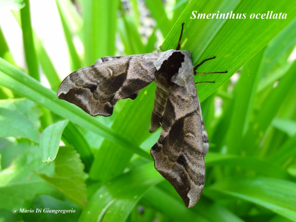 Smerinthus ocellata, femmina  (Sphingidae)